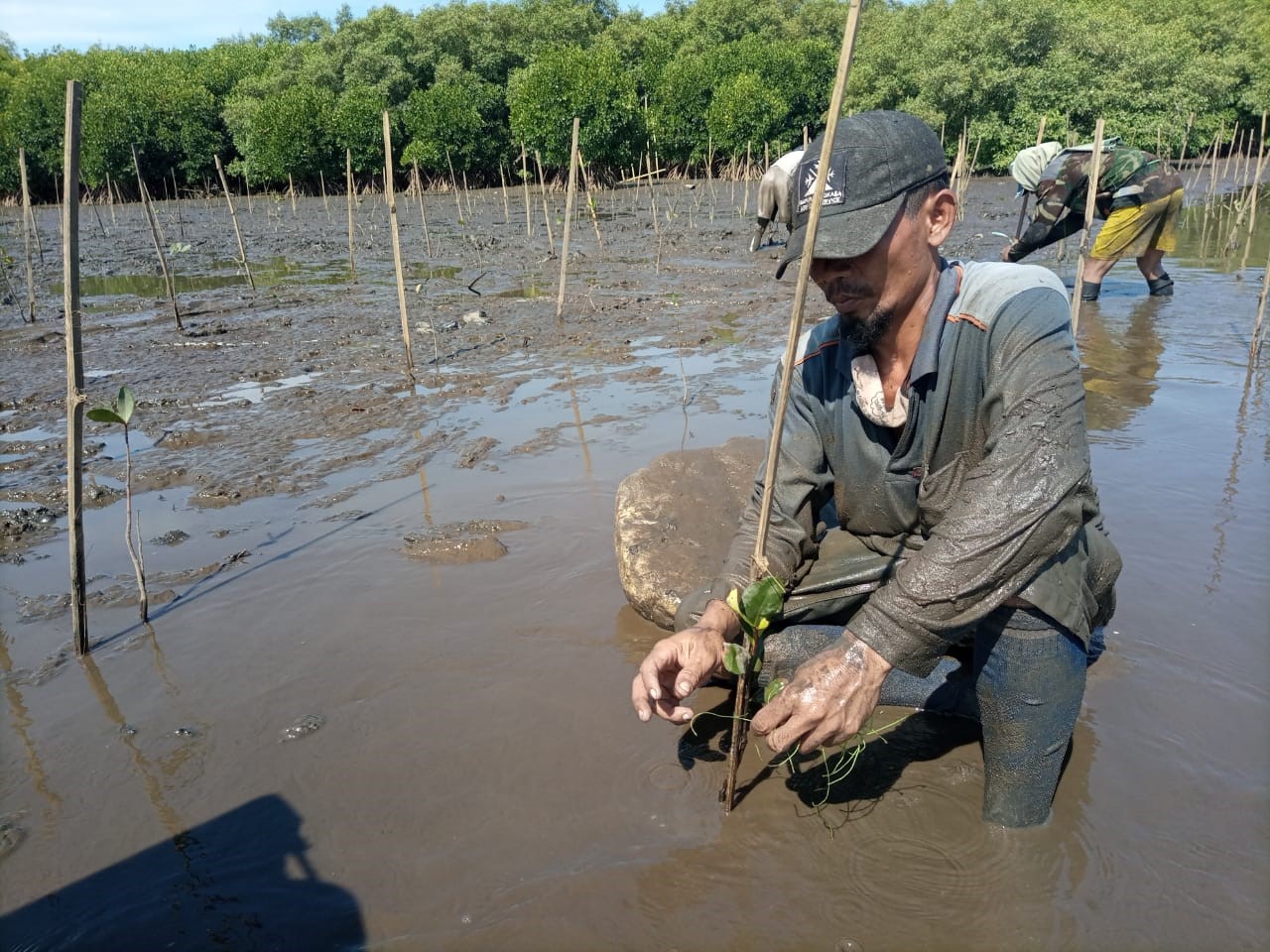 btnp tanam 29 juta batang mangrove p mangrove