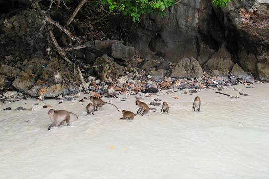 Sukses-buka-Phuket-segera-buka-Krabi