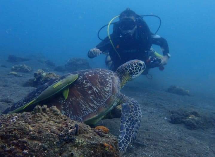 Konservasi penyu Pantai Penimbangan