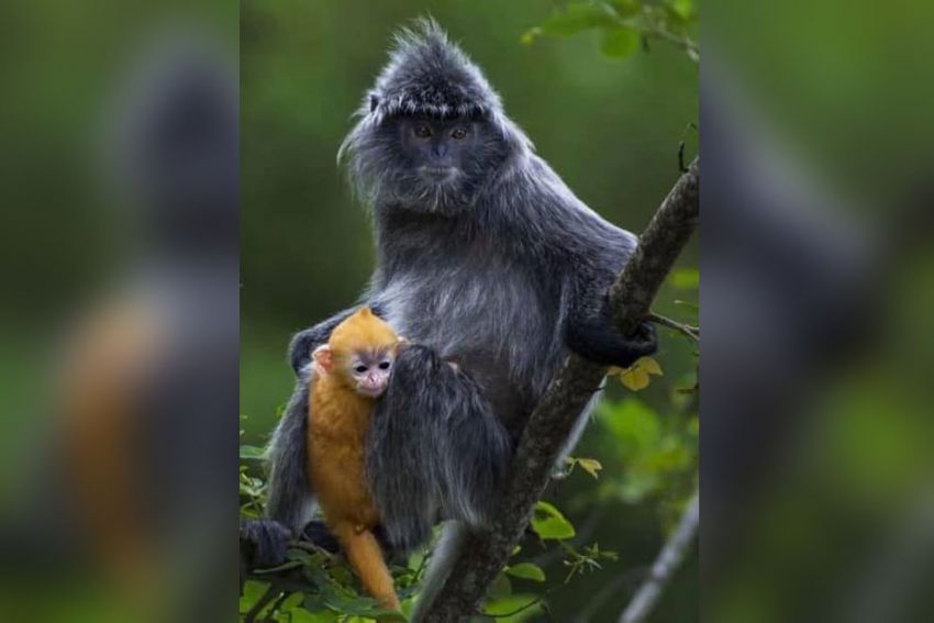 IUCN Red List’s silver langurs