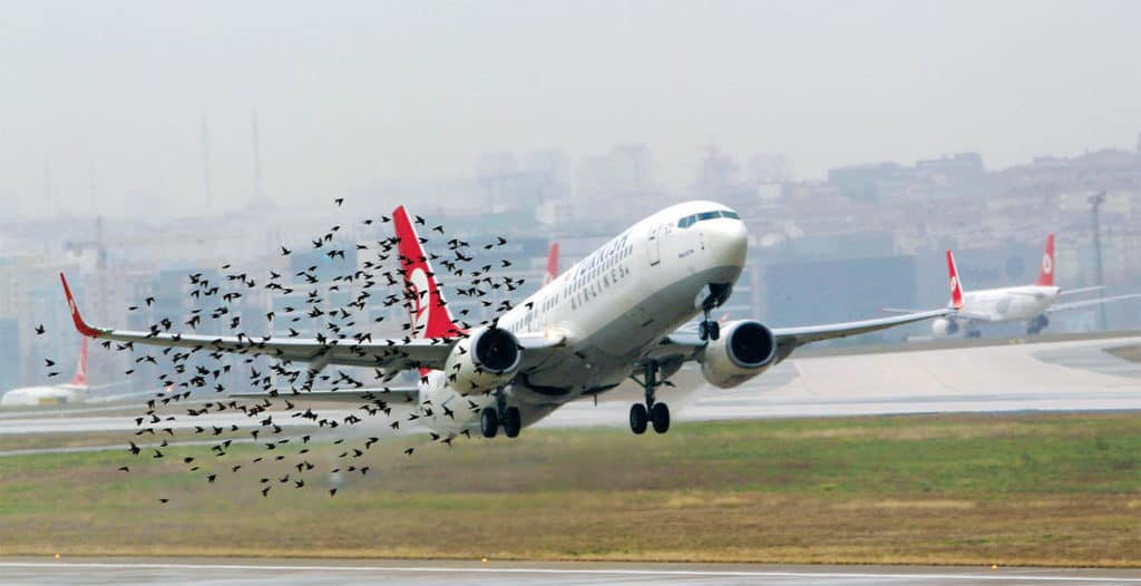 numerous collisions occur between aircraft and wildlife 