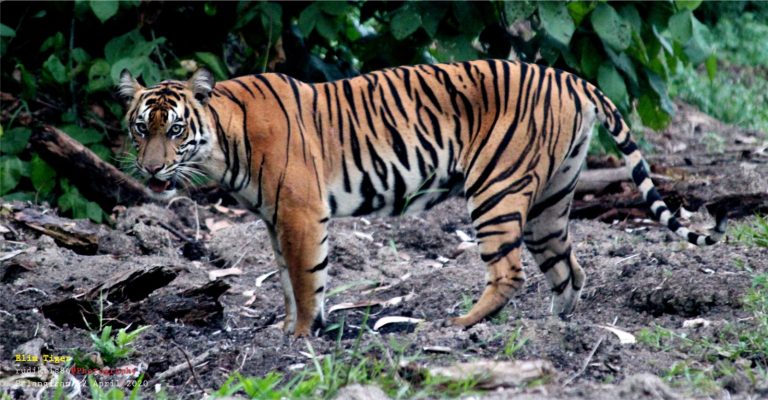 Kearifan Lokal Keberadaan Harimau Sumatra