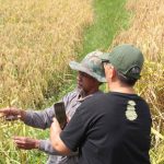 Melalui tahap Nganyi/Manyi (panen raya), Seka Manyi di Subak Jatiluwih, menggunakan ani-ani