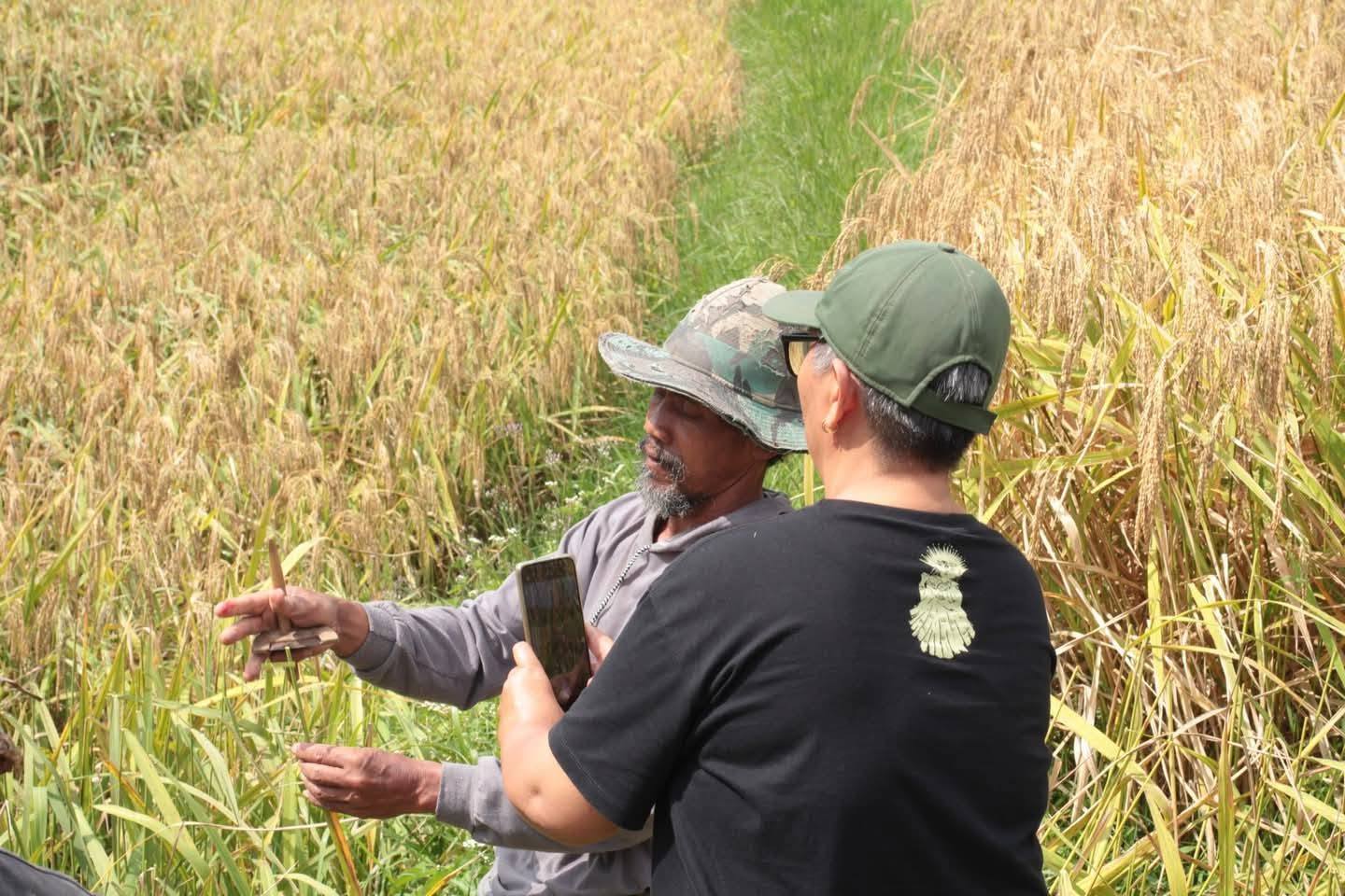 Melalui tahap Nganyi/Manyi (panen raya), Seka Manyi di Subak Jatiluwih, menggunakan ani-ani