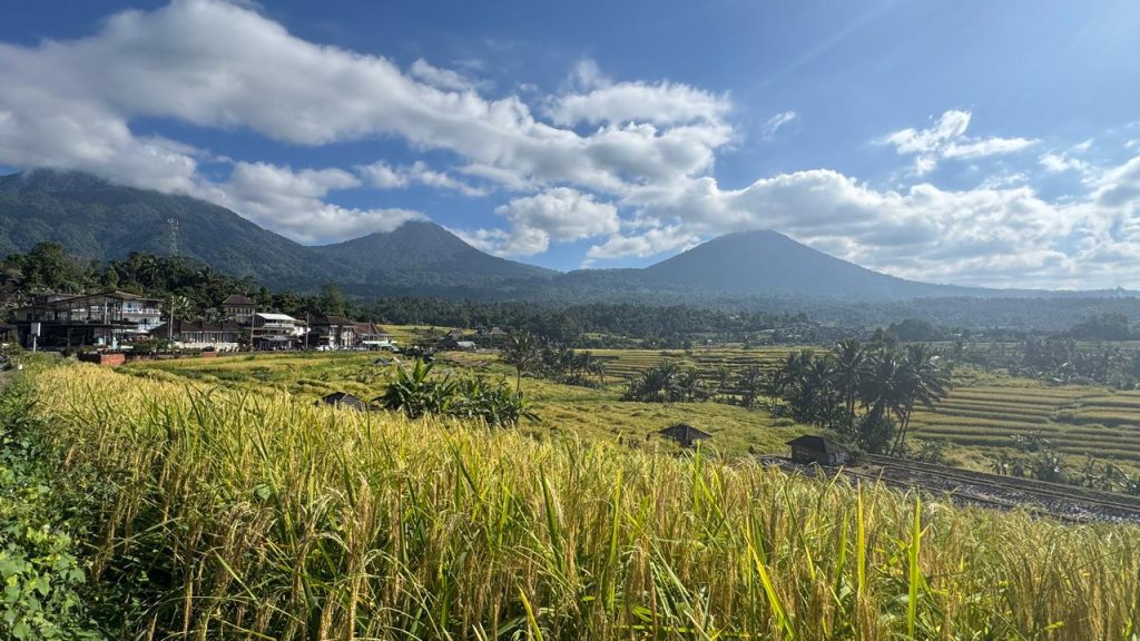 Terasering di subak Jatiluwih yang sedang menguning siap di panen